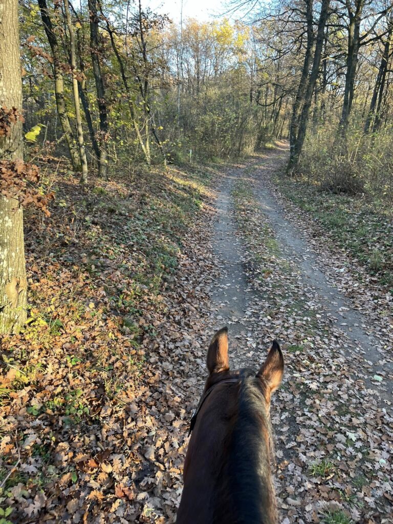 Ausritt Feldweg