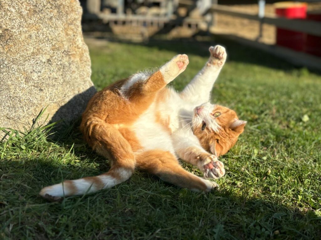 Stallkater Andy