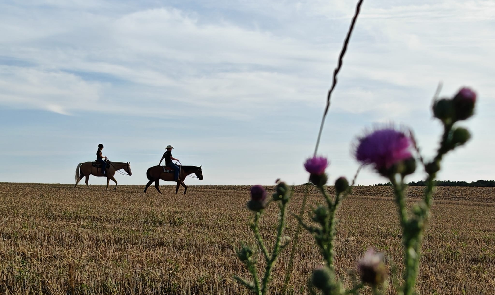 Quarter Horse in Water